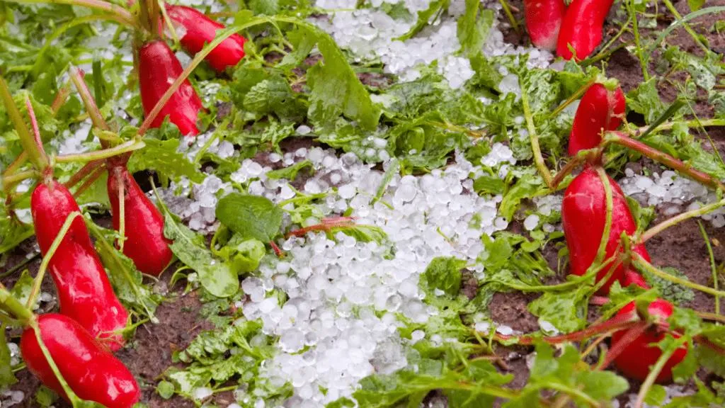 how hail storms affect your ecosystem hail repair guide Certified Hail and Dent Colorado Springs (blog/how-hail-storms-affect-your-ecosystem)